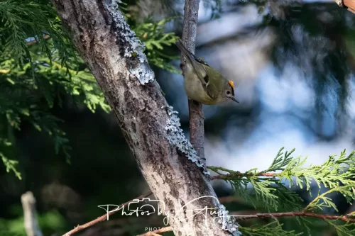 14 March 2026 - Clifton, Near Workington, West Cumbria - Grey Goldcrest