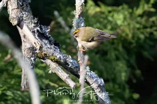 14 March 2026 - Clifton, Near Workington, West Cumbria - Grey Goldcrest