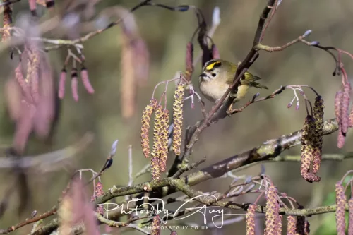 14 March 2026 - Clifton, Near Workington, West Cumbria - Goldcrest