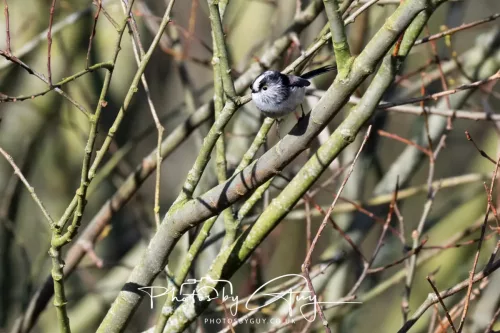 14 March 2026 - Clifton, Near Workington, West Cumbria - LT Tit