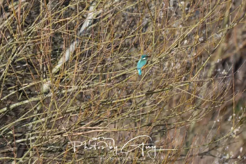 14 March 2026 - Clifton, Near Workington, West Cumbria - Kingfisher