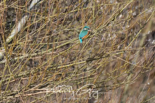 14 March 2026 - Clifton, Near Workington, West Cumbria - Kingfisher