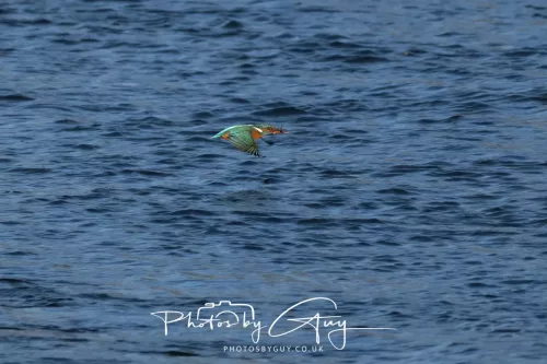14 March 2026 - Clifton, Near Workington, West Cumbria - Kingfisher