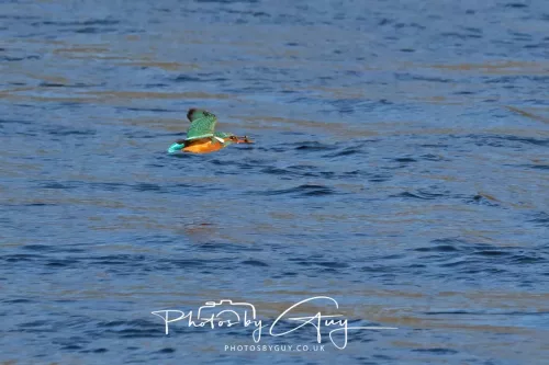 14 March 2026 - Clifton, Near Workington, West Cumbria - Kingfisher