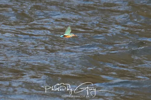 14 March 2026 - Clifton, Near Workington, West Cumbria - Kingfisher