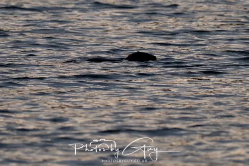 03 Feb 2026 : West Cumbria - Otter fishing for Eels