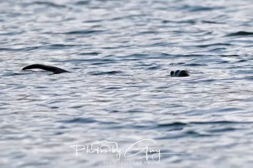 03 Feb 2026 : West Cumbria - Otter fishing for Eels