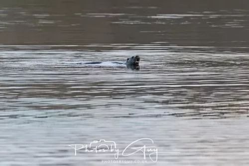 03 Feb 2026 : West Cumbria - Otter fishing for Eels