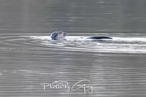 03 Feb 2026 : West Cumbria - Otter fishing for Eels