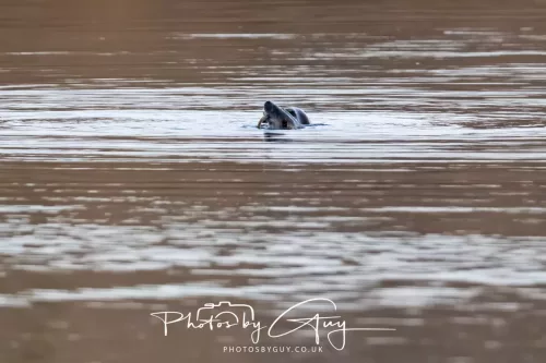 03 Feb 2026 : West Cumbria - Otter fishing for Eels
