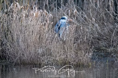 03 Feb 2026 : West Cumbria - Grey Heron in the reeds