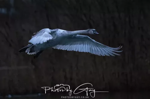 08 Feb 2026 - West Cumbria, Early morning - Juvenile Mute Swan in flight