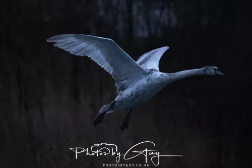 08 Feb 2026 - West Cumbria, Early morning - Juvenile Mute Swan in flight