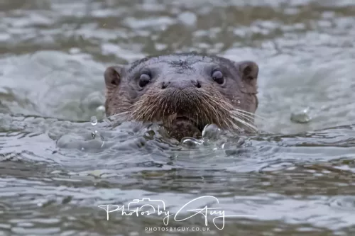 08 Feb 2026 - West Cumbria, Early morning - Close up Otter in the rain