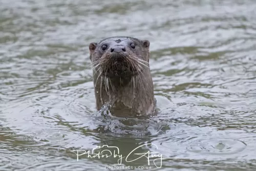 08 Feb 2026 - West Cumbria, Early morning - Close up Otter in the rain