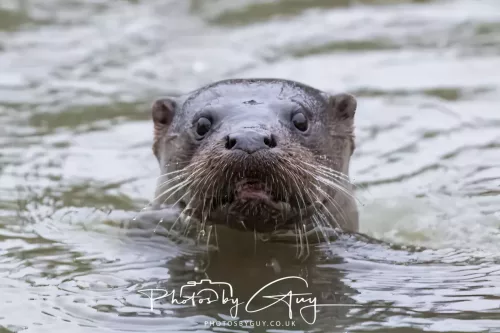 08 Feb 2026 - West Cumbria, Early morning - Close up Otter in the rain