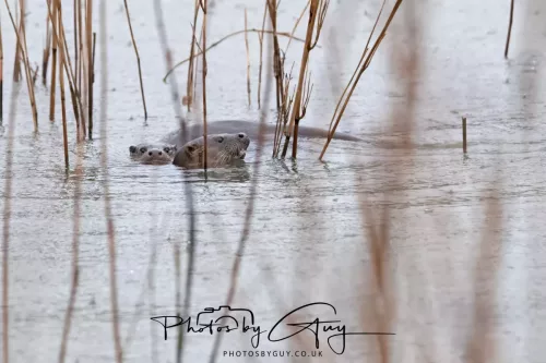 08 Feb 2026 - West Cumbria, Early morning - Close up Otter in the rain
