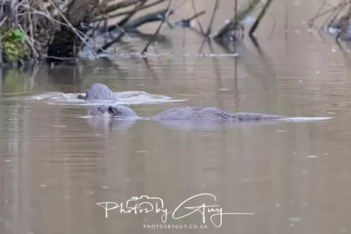 12 Feb 2026 - West Cumbria, Otters