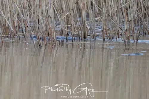 12 Feb 2026 - West Cumbria, Otters