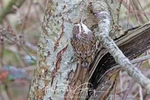 12 Feb 2026 - West Cumbria, Treecreeper