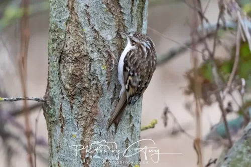 12 Feb 2026 - West Cumbria, Treecreeper