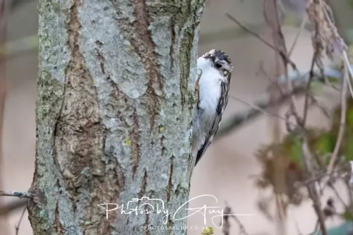 12 Feb 2026 - West Cumbria, Treecreeper