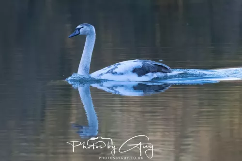 14 Feb 2026 : West Cumbria, Mute Swan