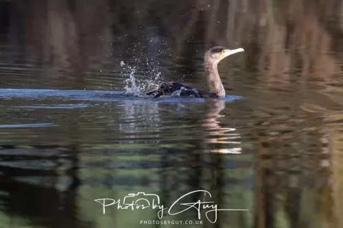 14 Feb 2026 : West Cumbria, Cormorant
