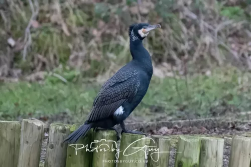 14 Feb 2026 : West Cumbria, Cormorant