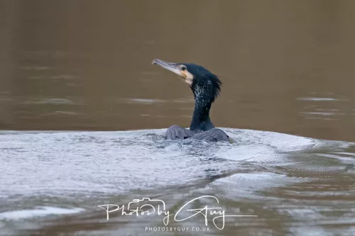 14 Feb 2026 : West Cumbria, Cormorant