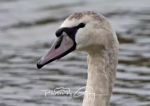 14 Feb 2026 : West Cumbria, Mute Swan