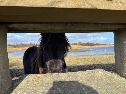 22 Feb 2025 : Whitely Bay, St Marys Lighthouse, Northumbria
