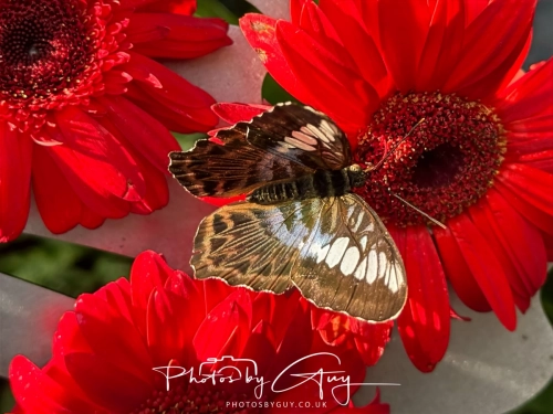 2,4 March & 1,2 April 2025 : Singapore - Butterfly