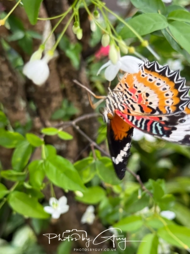 2,4 March & 1,2 April 2025 : Singapore -Butterfly