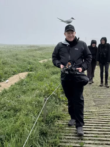 14 June 2025 - Inner Farne Isles, Northumberland- Artic Tern