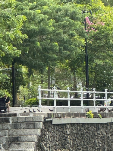 (mobile phone shots )2,4 March & 1,2 April 2025 : Singapore - Otter pack on the shore