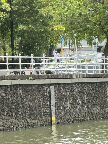 (mobile phone shots )2,4 March & 1,2 April 2025 : Singapore - Otter pack on the shore