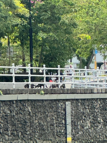 (mobile phone shots )2,4 March & 1,2 April 2025 : Singapore - Otter pack on the shore