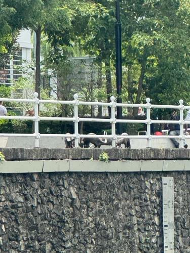 (mobile phone shots )2,4 March & 1,2 April 2025 : Singapore - Otter pack on the shore