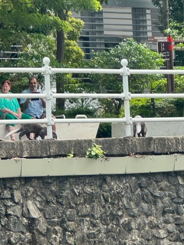 (mobile phone shots )2,4 March & 1,2 April 2025 : Singapore - Otter pack on the shore