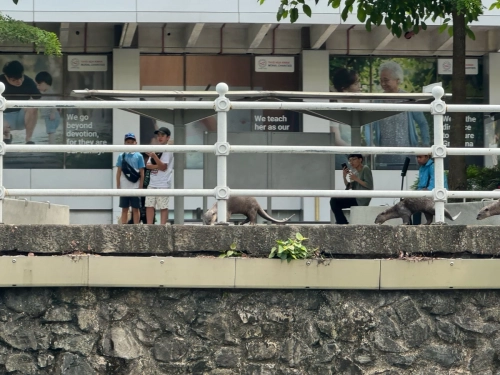 (mobile phone shots )2,4 March & 1,2 April 2025 : Singapore - Otter pack on the shore