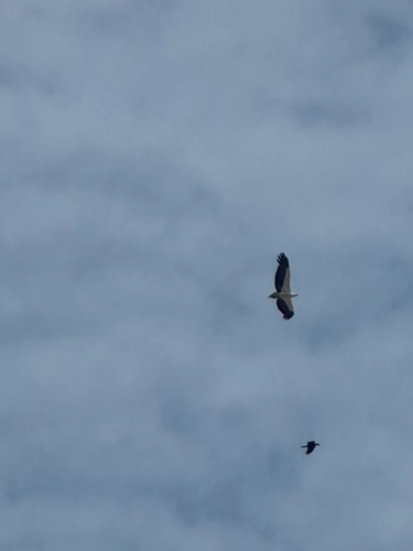 (mobile phone shots )2,4 March & 1,2 April 2025 : Singapore - Sea Eagle above the city