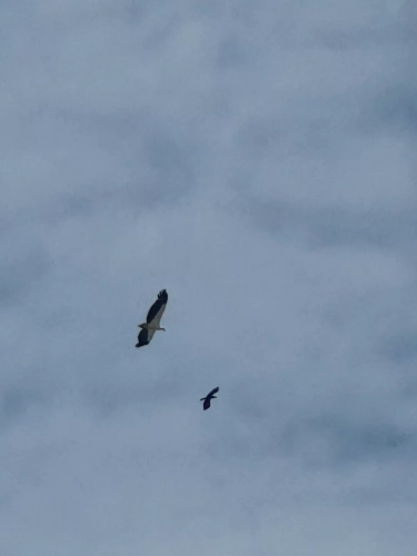 (mobile phone shots )2,4 March & 1,2 April 2025 : Singapore - Sea Eagle above the city