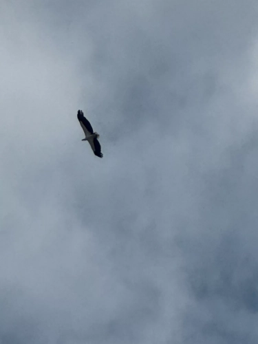 (mobile phone shots )2,4 March & 1,2 April 2025 : Singapore - Sea Eagle above the city