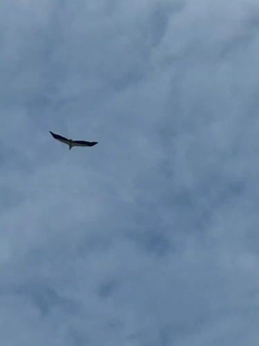 (mobile phone shots )2,4 March & 1,2 April 2025 : Singapore - Sea Eagle above the city