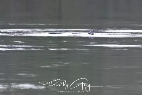 2 Feb 2026 - West Cumbria, Otter