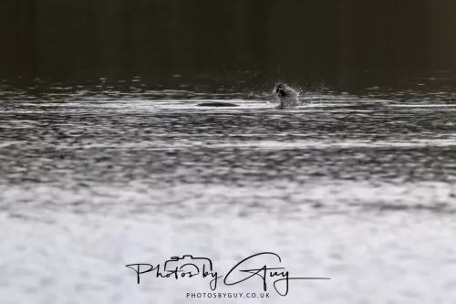 2 Feb 2026 - West Cumbria, Otter