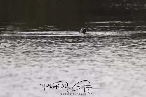 2 Feb 2026 - West Cumbria, Otter