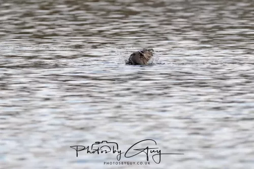 2 Feb 2026 - West Cumbria, Otter