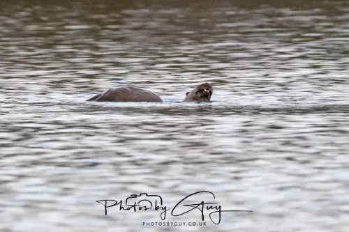 2 Feb 2026 - West Cumbria, Otter